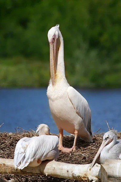 Pelican — Stock Photo, Image