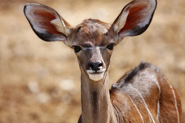 Giovani antilopi impala — Foto Stock