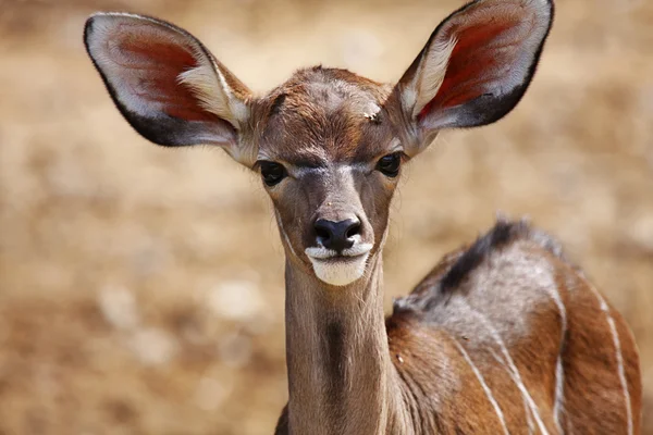 Antílopes jóvenes de impala — Foto de Stock