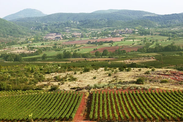 Vineyard Fransa — Stok fotoğraf