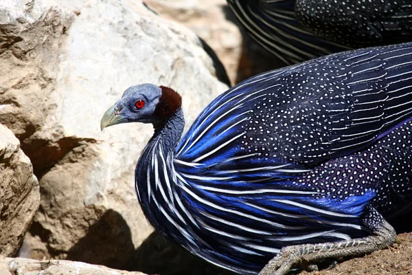 Gallo de Guinea — Foto de Stock