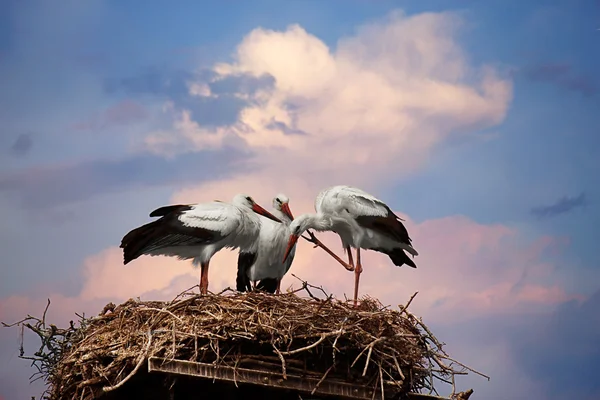 Storch — Stockfoto