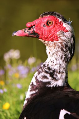 Muscovy duck close up clipart