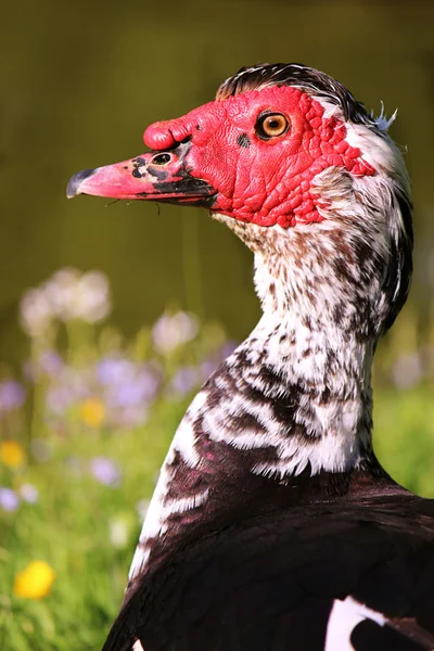 Muscovy duck close up — Stock Photo, Image