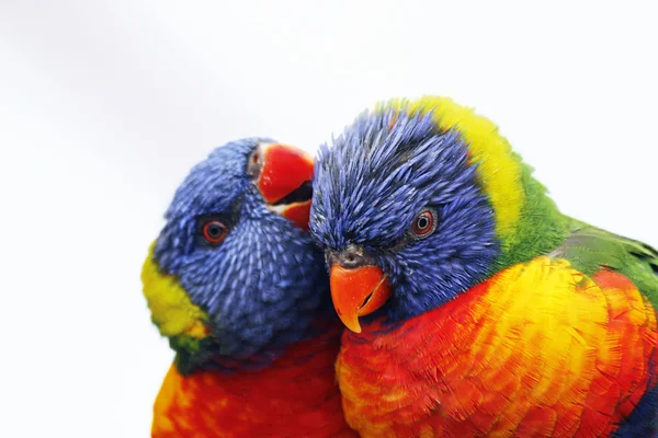 Ουράνιο τόξο lorikeet — Φωτογραφία Αρχείου