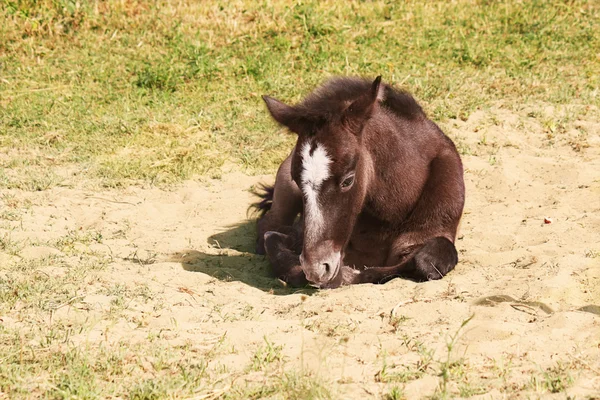 Wild horse foal — Stock Photo, Image