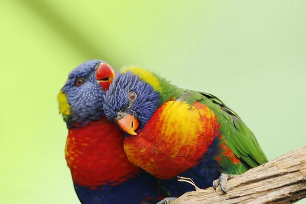 Ουράνιο τόξο lorikeet — Φωτογραφία Αρχείου