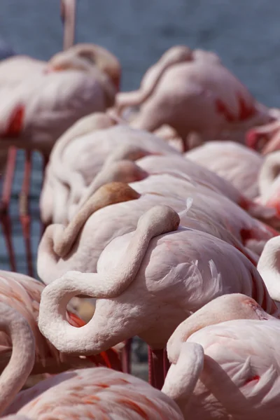 Rosa flamingoer – stockfoto