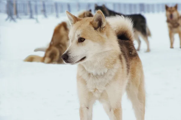 Hnědá sibiřský husky — Stock fotografie