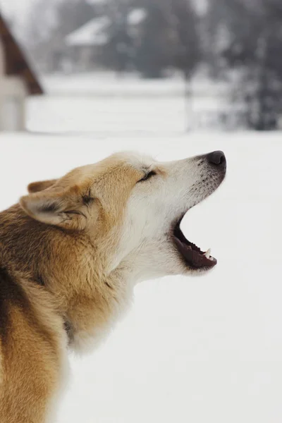 Bruin Siberische husky — Stockfoto