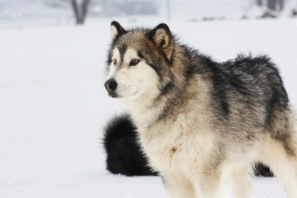 Sibirischer Husky — Stockfoto