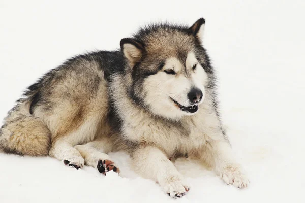 Siberische husky — Stockfoto