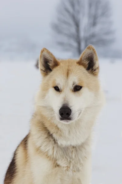 Husky siberiano marrón — Foto de Stock