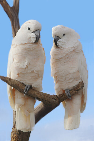 Two Cockatoos