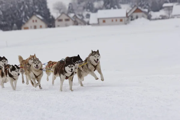 Husky kızak köpekleri karda koşma