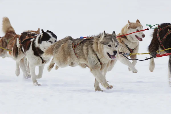 Perros de trineo husky corriendo en la nieve — Foto de Stock