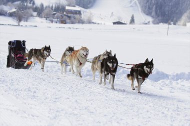 Husky kızak köpekleri karda koşma