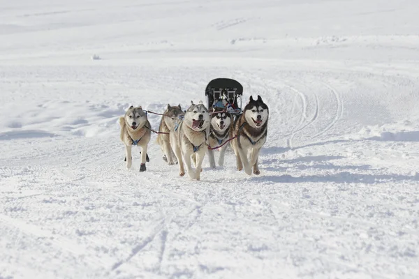 Cães de trenó husky correndo na neve — Fotografia de Stock