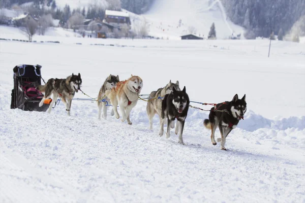 Husky kızak köpekleri karda koşma