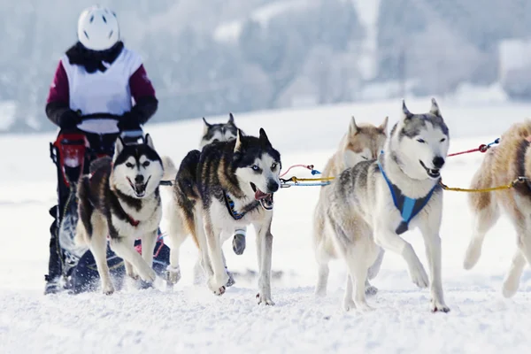 Chiens de traîneau husky courir dans la neige — Photo