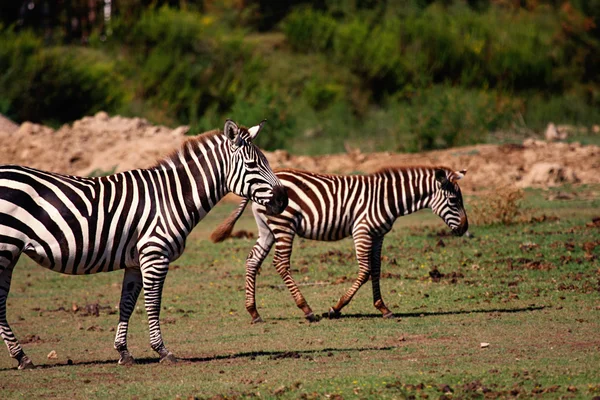 Zebra madre e puledro — Foto Stock