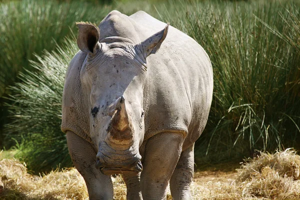 Rhino. —  Fotos de Stock