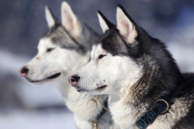 Siberian dış yapraklar