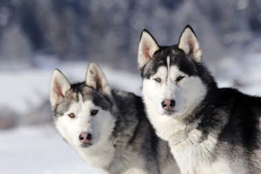 Siberian dış yapraklar 