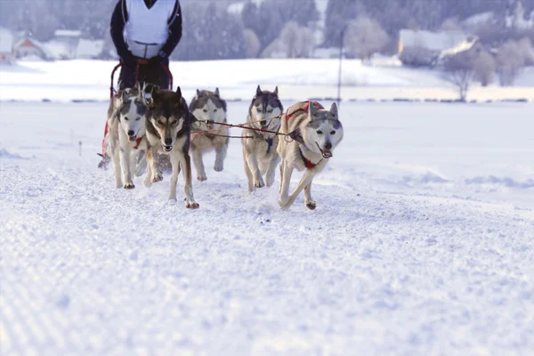 Husky sled dogs — Stock Photo, Image