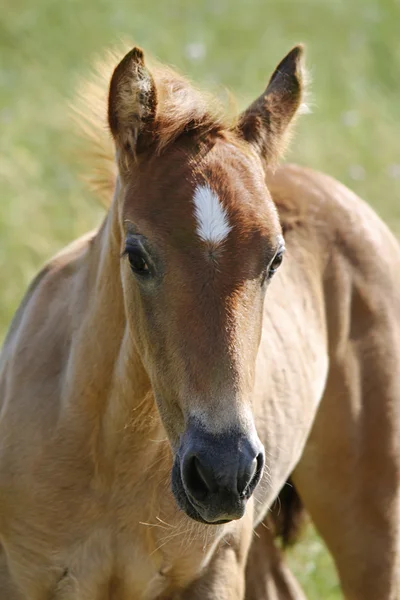 若い馬 — ストック写真