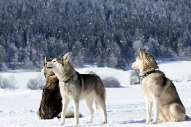 Siberian dış yapraklar