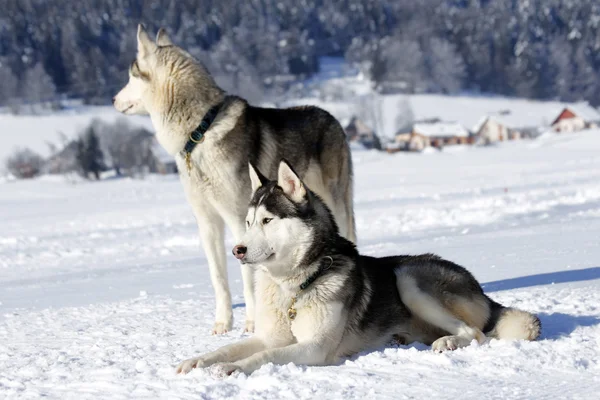 Sibirischer Husky — Stockfoto