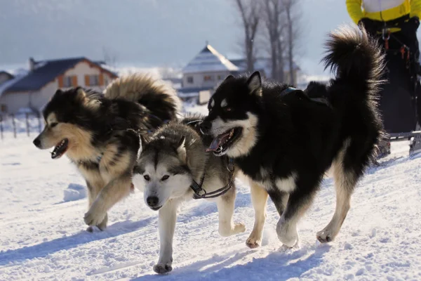 Husky sibérien — Photo