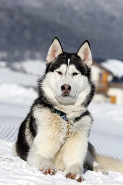 Sibirischer Husky — Stockfoto