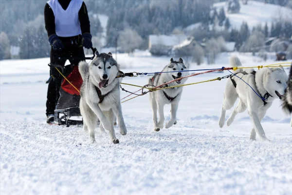 Cães de trenó husky — Fotografia de Stock