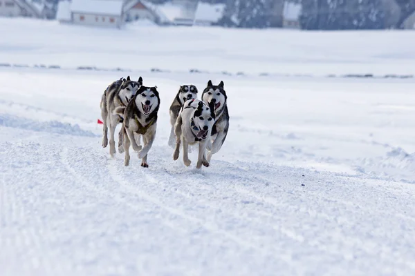 Chiens de traîneau husky courir dans la neige — Photo
