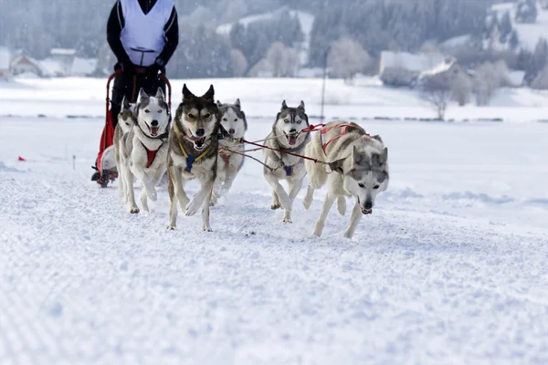 Cães de trenó husky correndo na neve — Fotografia de Stock