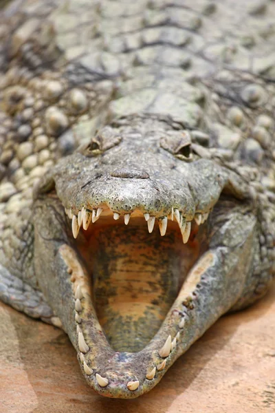 Krokodile — Stockfoto