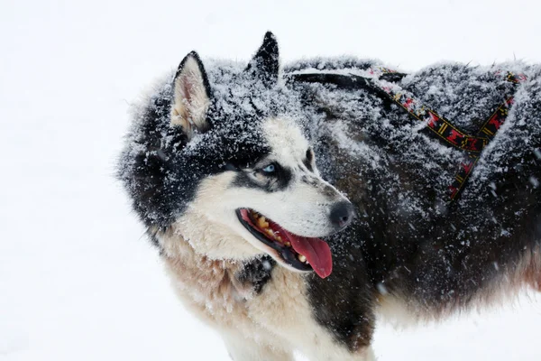 西伯利亚雪橇犬 — 图库照片