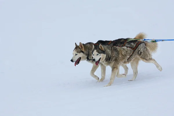 Husky släde hundar — Stockfoto