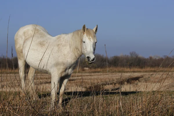 White Horse — Stock Photo, Image