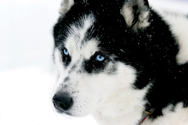 Siberian Husky — Stock Photo, Image