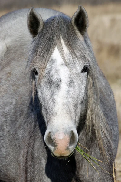 Grey Horse — Stock Photo, Image