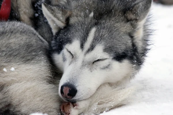 Siberian husky — Zdjęcie stockowe