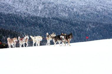 Siberian dış yapraklar