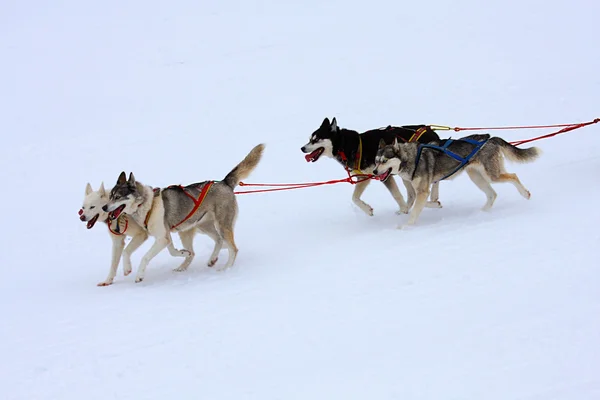 西伯利亚雪橇犬 — 图库照片