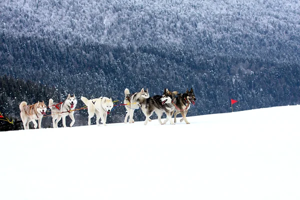 Siberian husky — Stockfoto