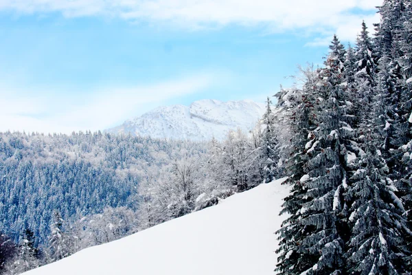 Winter Landscape — Stock Photo, Image