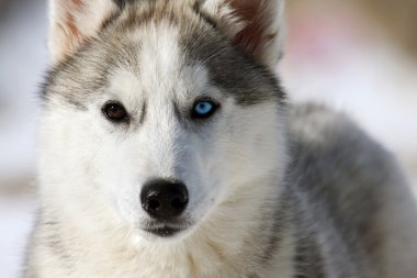 Genç siberian dış yapraklar