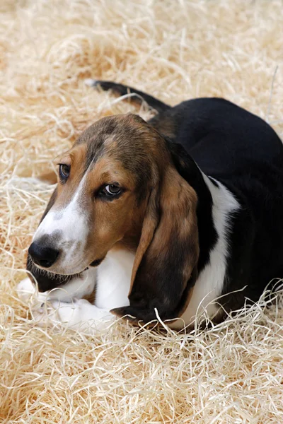 Basset — Stock fotografie